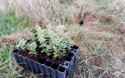 Plantada de glans, fruits i llavors a l’entorn del canal al camí de La Calafa