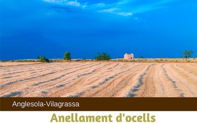 Anellament d’ocells a Anglesola