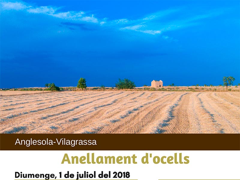 Anellament d’ocells a Anglesola