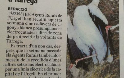 Nou cas de cigonyes electrocutades a Tàrrega
