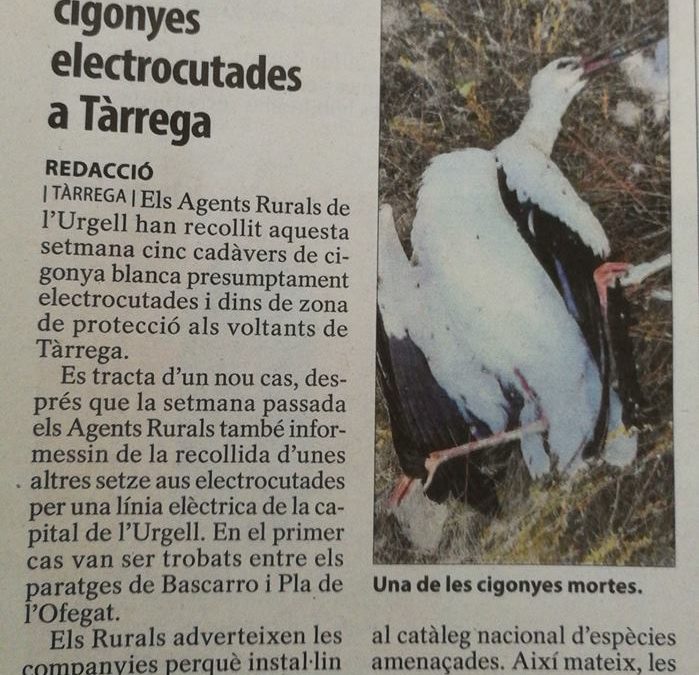 Nou cas de cigonyes electrocutades a Tàrrega