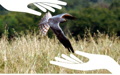 Xerrada: El repte de la conservació dels ocells estèpics