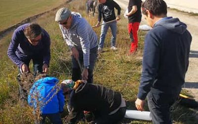 Per segon any planten alzines als marges del Canal Segarra Garrigues per recuperar la biodiversitat de l’entorn