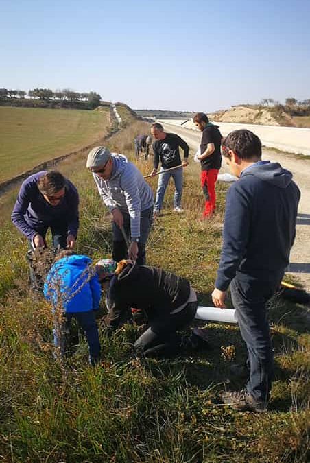 Per segon any planten alzines als marges del Canal Segarra Garrigues per recuperar la biodiversitat de l’entorn