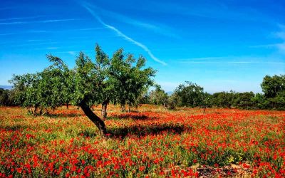TALLER SORTIDA D’APRENENTATGE DELS CANTS D’OCELLS MEDITERRANIS