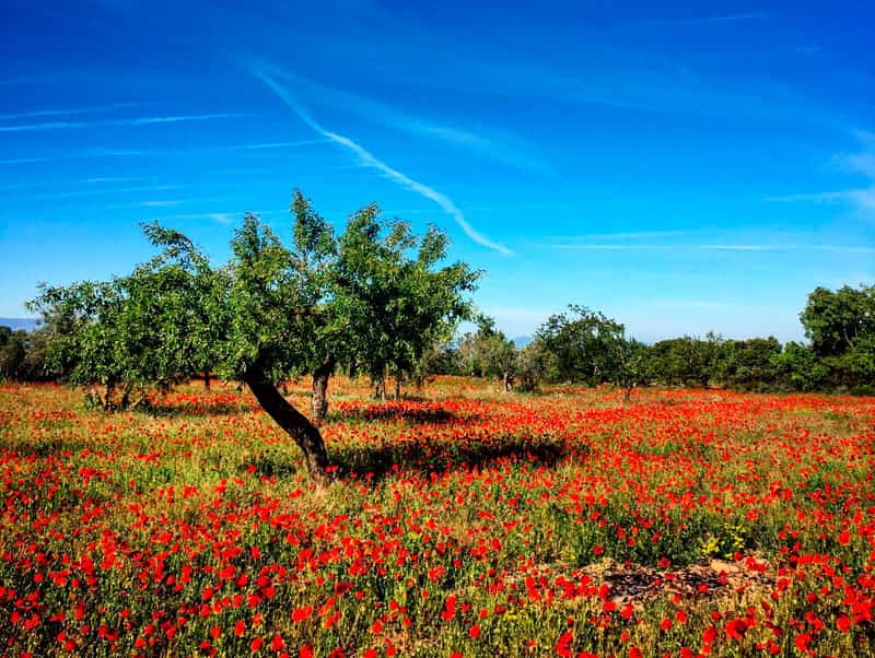 TALLER SORTIDA D’APRENENTATGE DELS CANTS D’OCELLS MEDITERRANIS