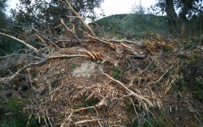 Denuncia per la destrossa de l’arbrat a les carreteres C-14 i L- 220 a la comarca de l’Urgell.