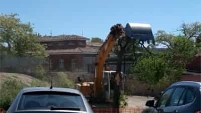 El Grup d’Ecologia i de Medi Ambient de Tàrrega denuncia la tala innecessària i absurda de l’arbrat de l’aparcament de la zona del Castell