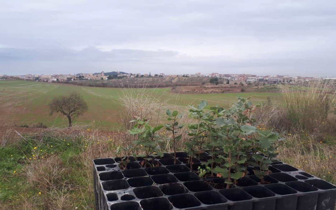 Plantacióde llavors i reforestació  dels erms del canal
