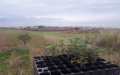 Plantacióde llavors i reforestació  dels erms del canal