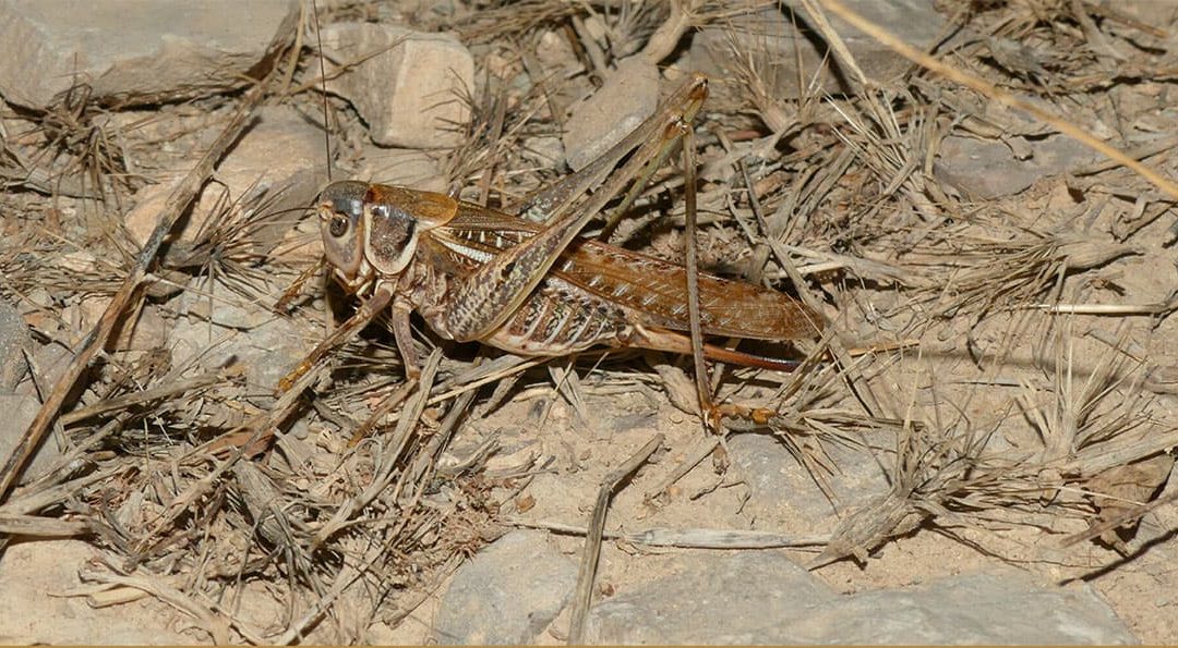 Els Grills: una altra fauna nocturna per descobrir