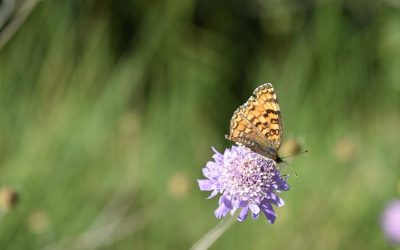 🦋 Les papallones de la Vall del Corb: diversitat i reptes per a la seva conservació