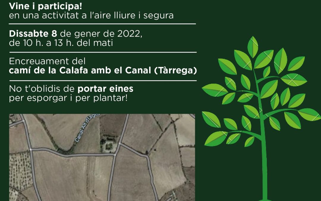 🌱 PLANTACIÓ de LLAVORS i REFORESTACIÓ dels ERMS del CANAL 🌿